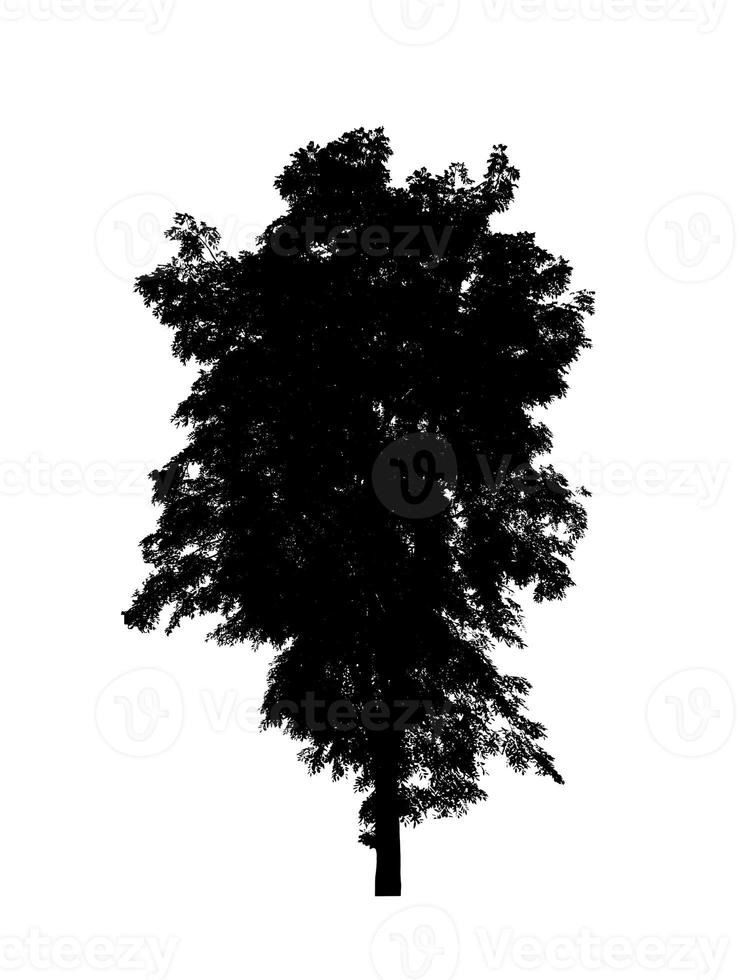 Tree silhouette for brush on white background photo