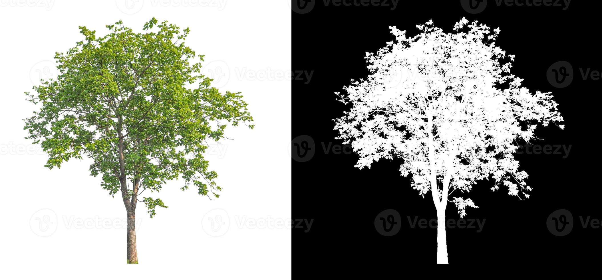 árbol aislado sobre fondo blanco con trazado de recorte y canal alfa foto