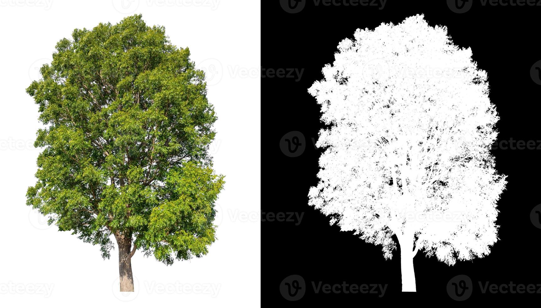 tree isolated on white background with clipping path and alpha channel photo