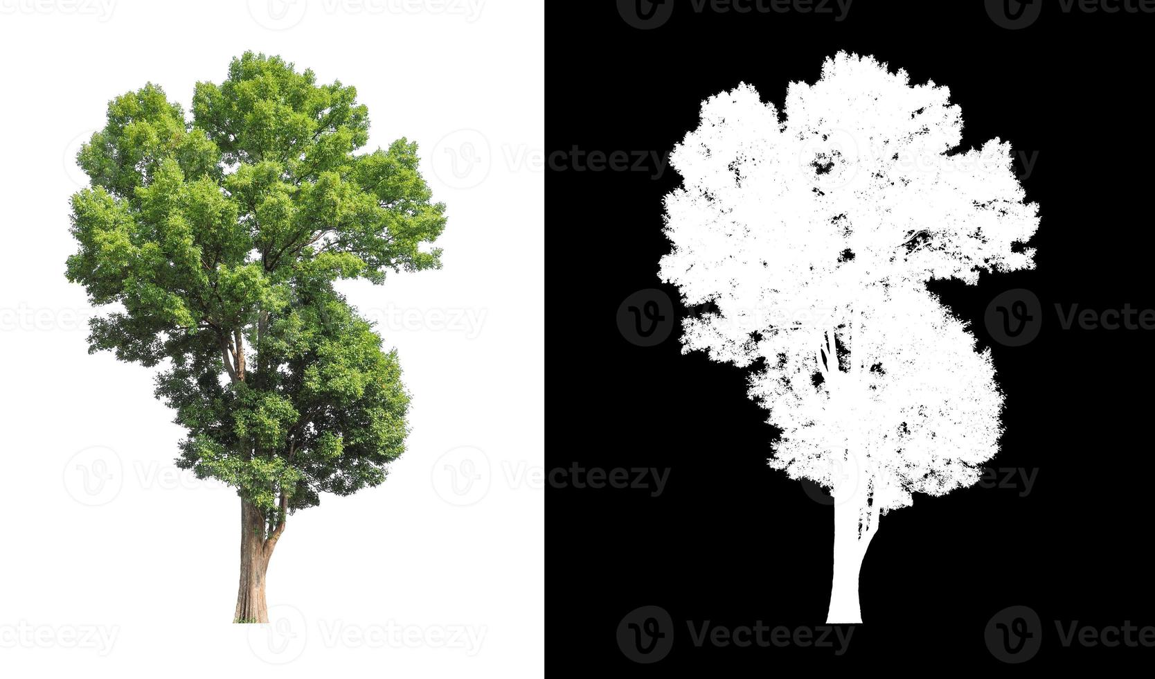 tree isolated on white background with clipping path and alpha channel photo