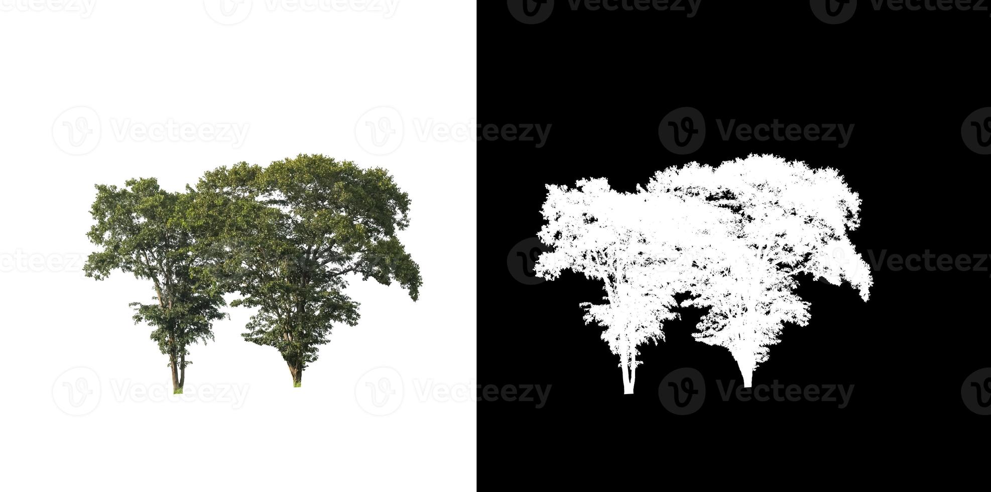 tree isolated on white background with clipping path and alpha channel photo