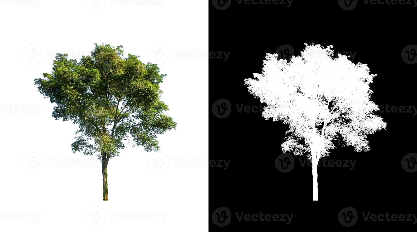 tree isolated on white background with clipping path and alpha channel photo