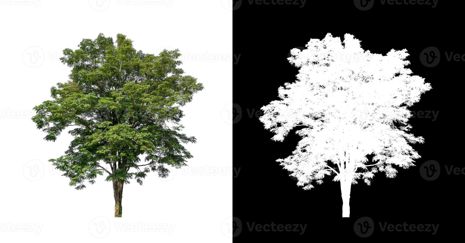 tree isolated on white background with clipping path and alpha channel photo