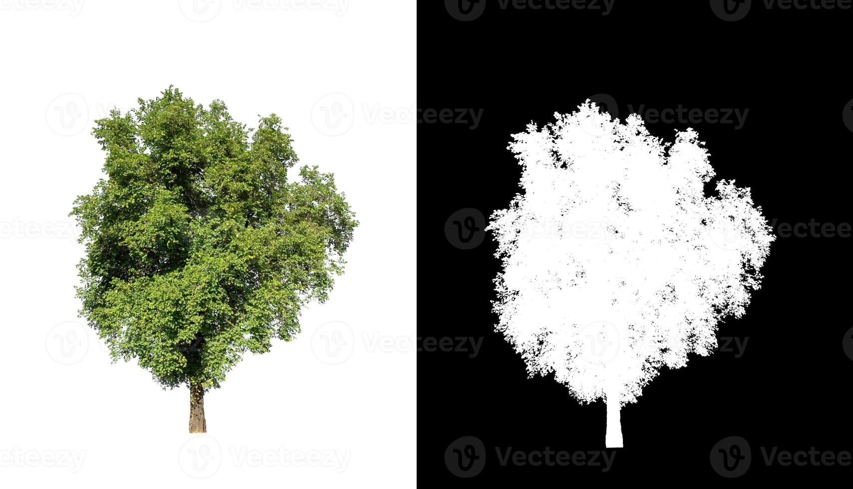 tree isolated on white background with clipping path and alpha channel photo