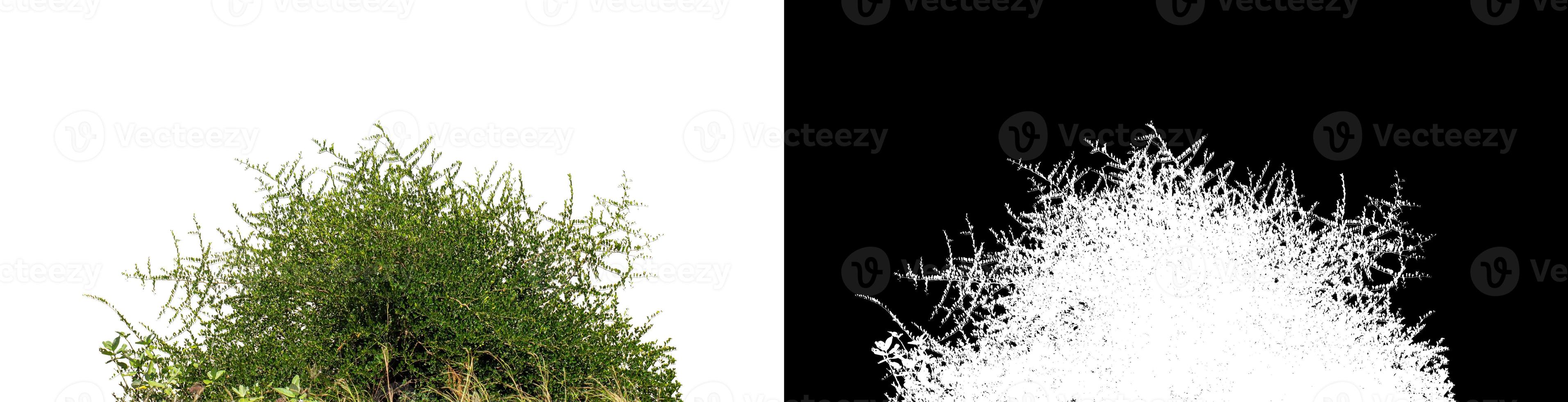 Bush isolated on white background with clipping path and alpha channel photo