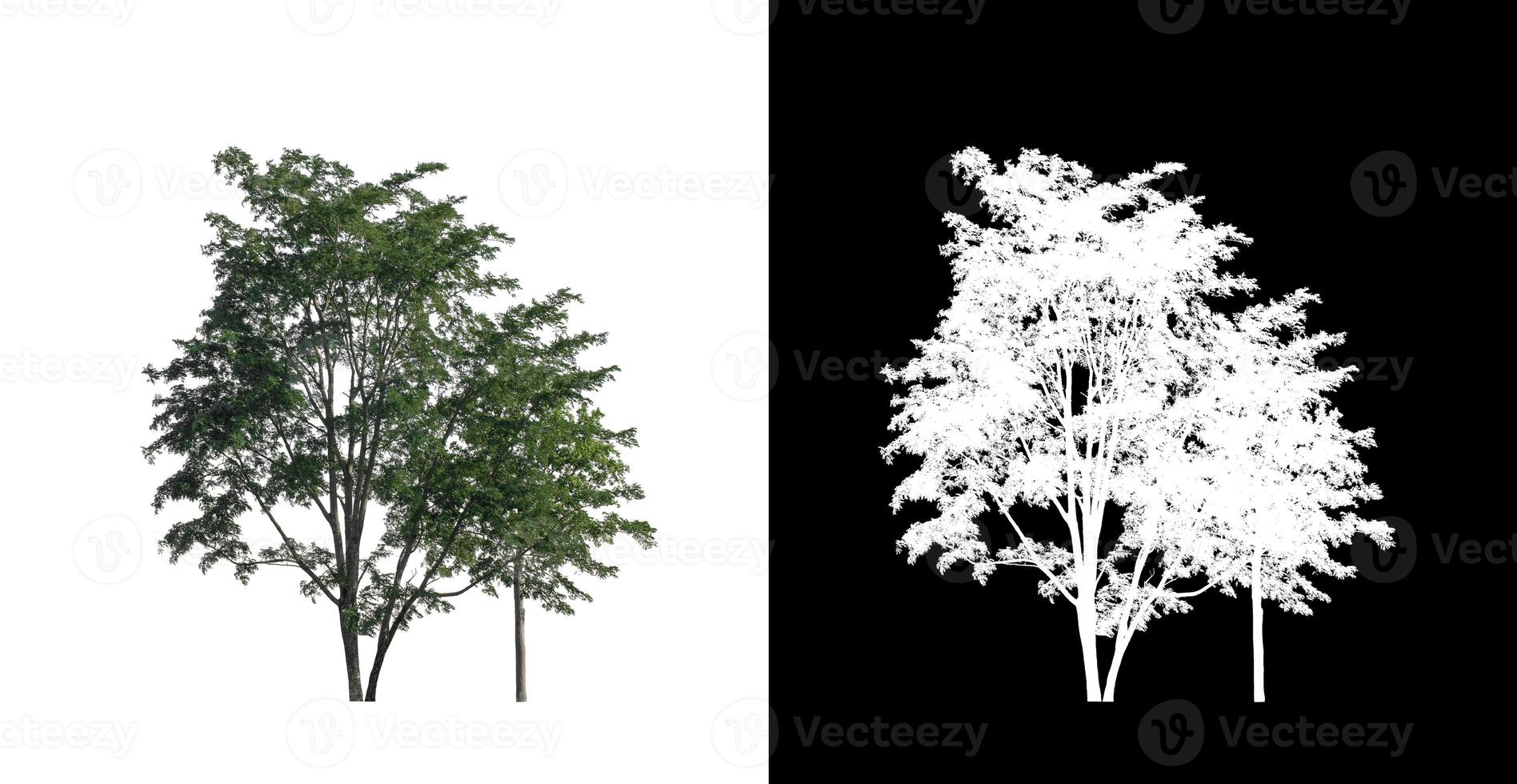 tree isolated on white background with clipping path and alpha channel photo