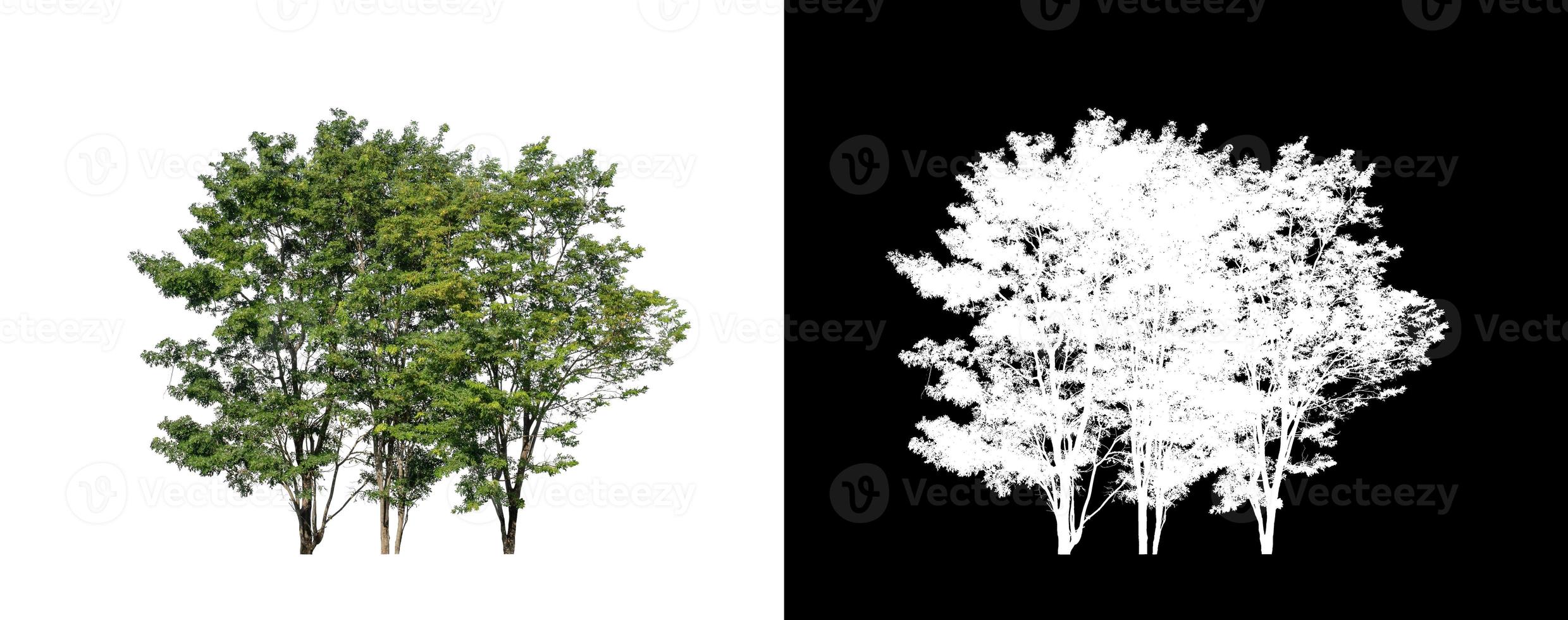 tree isolated on white background with clipping path and alpha channel photo