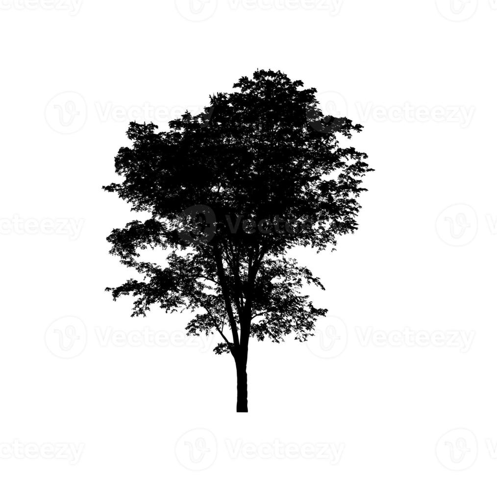 Tree silhouette for brush on white background photo