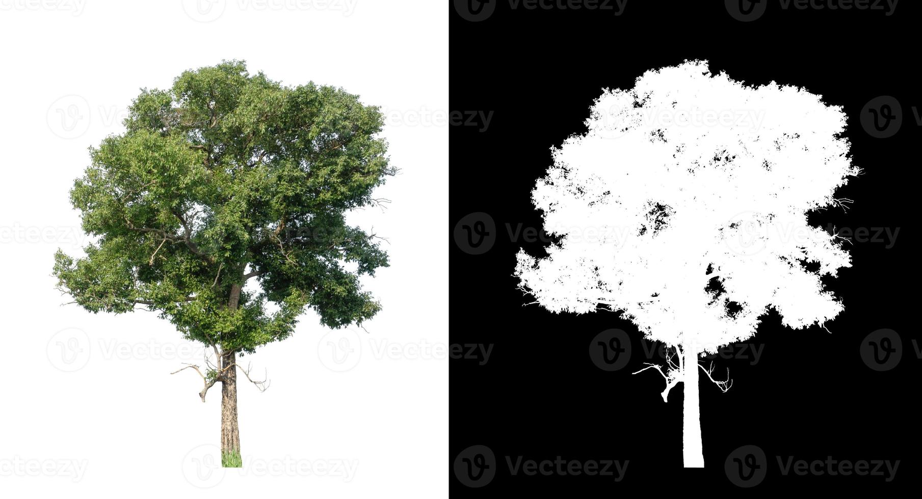 tree isolated on white background with clipping path and alpha channel photo