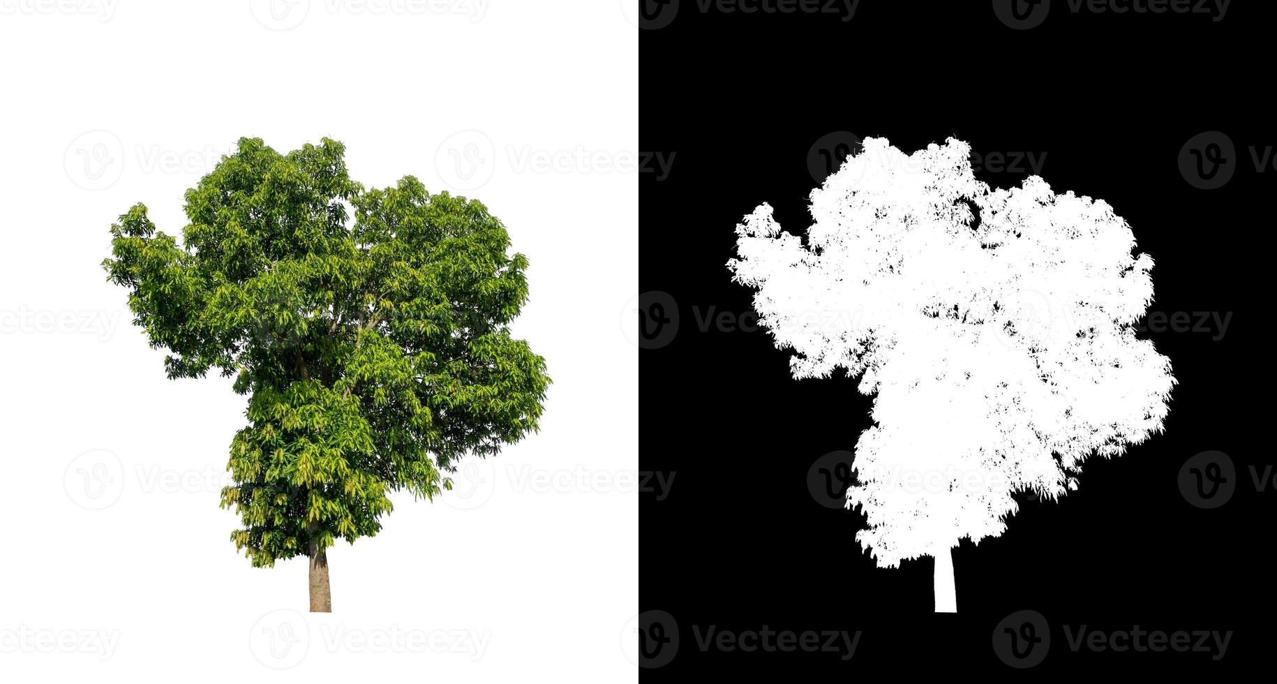 tree isolated on white background with clipping path and alpha channel photo