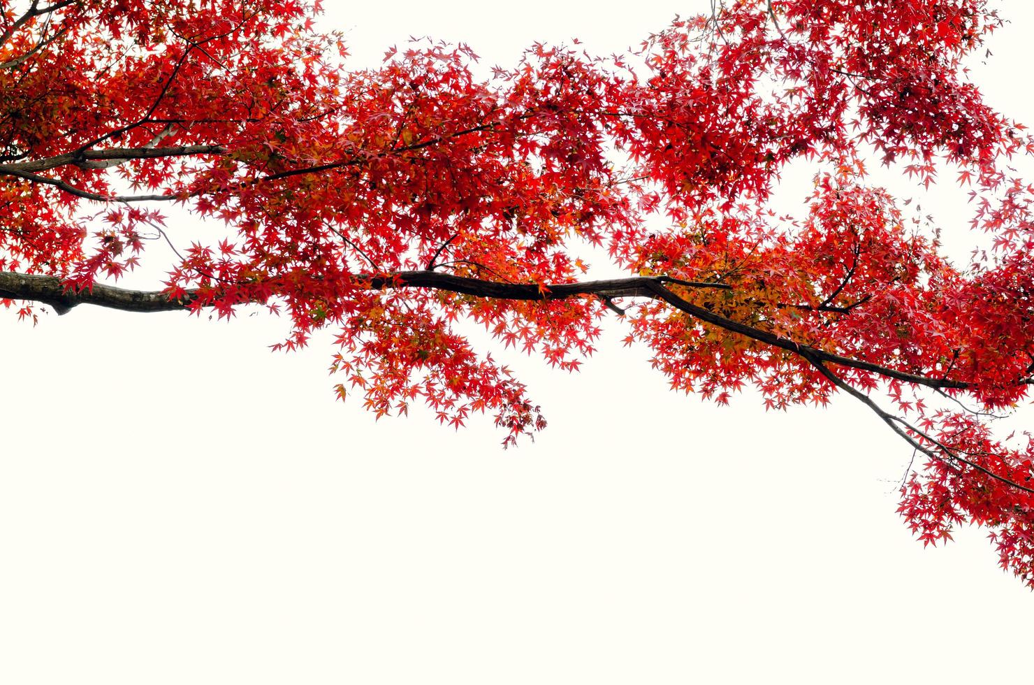 foco y árbol de hojas de arce de colores borrosos con fondo blanco en otoño de Japón. foto