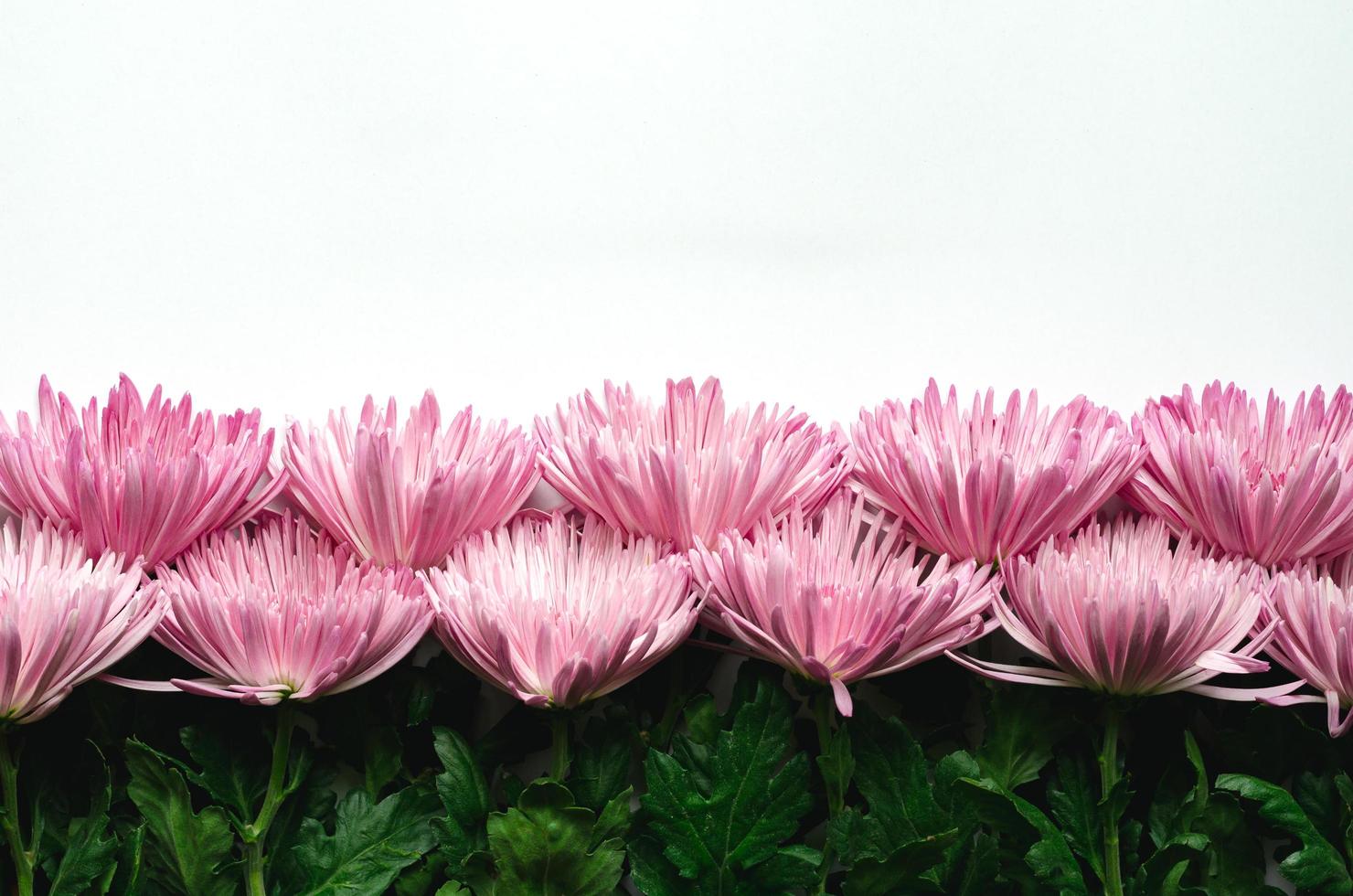 Colorful Chrysanthemum flowers put on white background for spring flower concept. photo