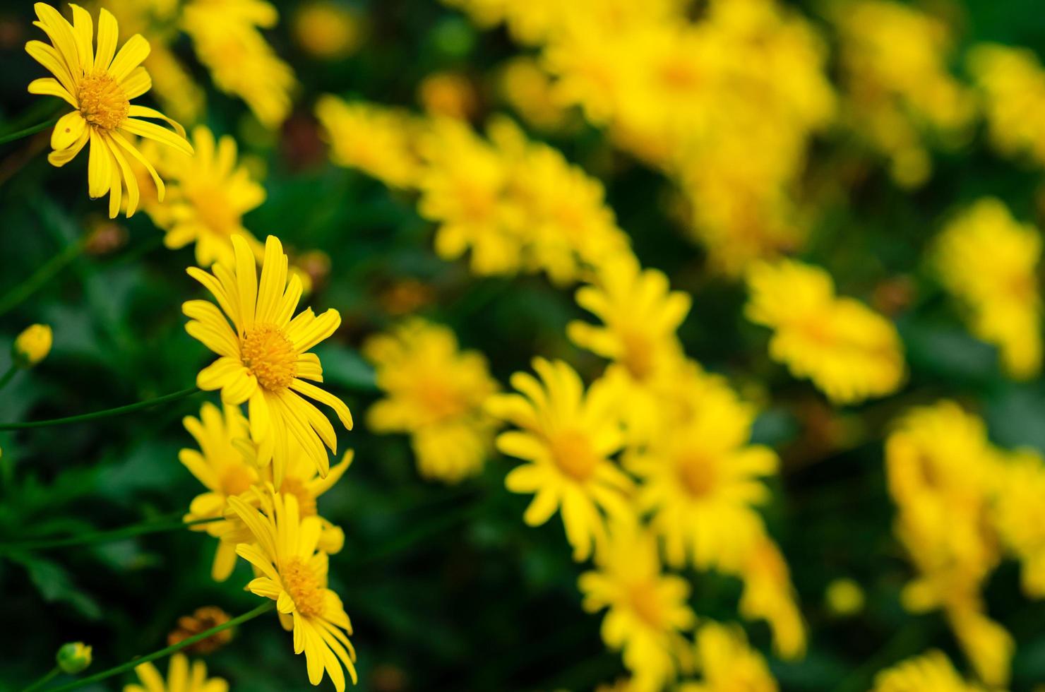 Focus and blurred of Golden daisy bush flower and background. photo