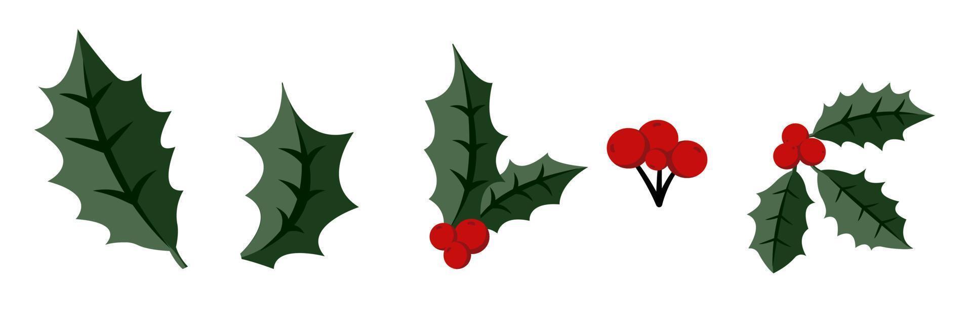 Christmas Holly Specie Twig with Red Berries and Tree Needle Branch vector