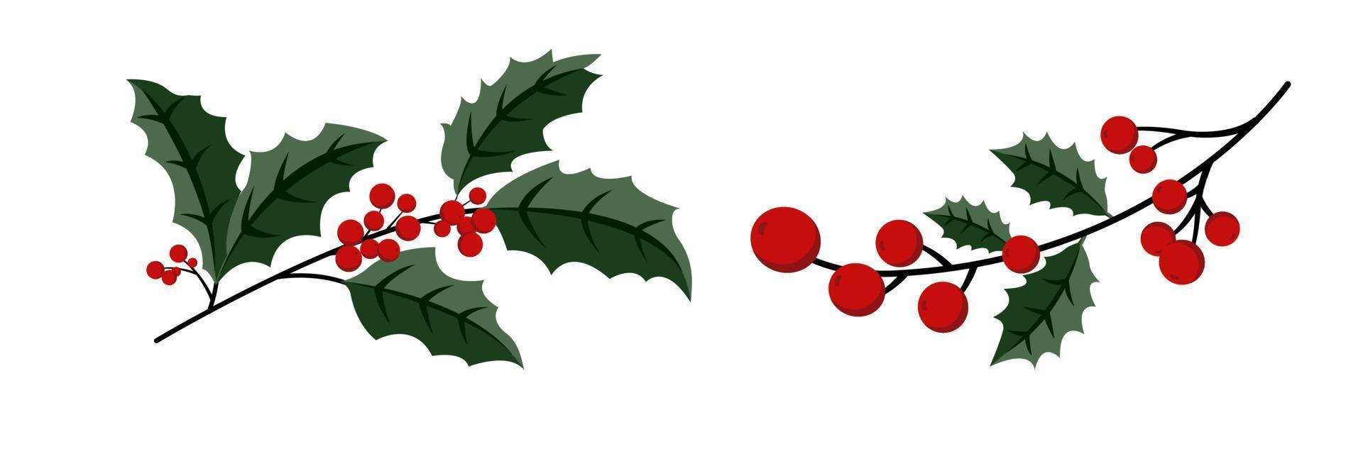 Christmas Holly Specie Twig with Red Berries and Tree Needle Branch vector