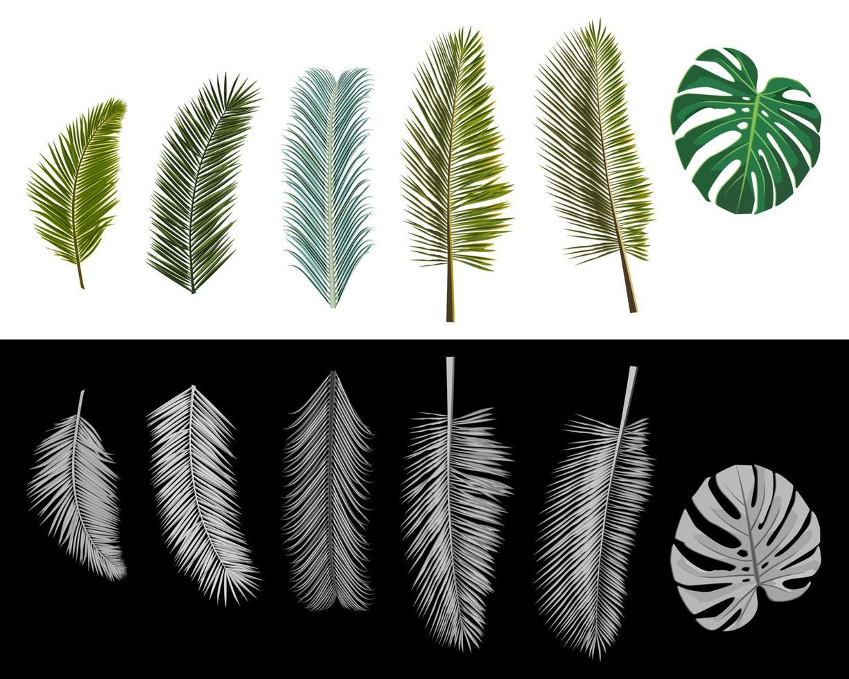 Set of isolated realistic palm leaves colored and grayscale. Vector illustration.