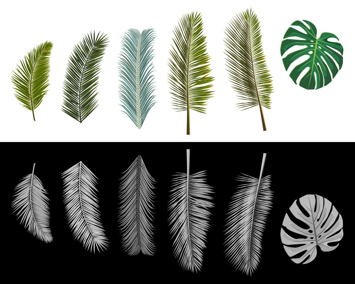 Set of isolated realistic palm leaves colored and grayscale. Vector illustration.