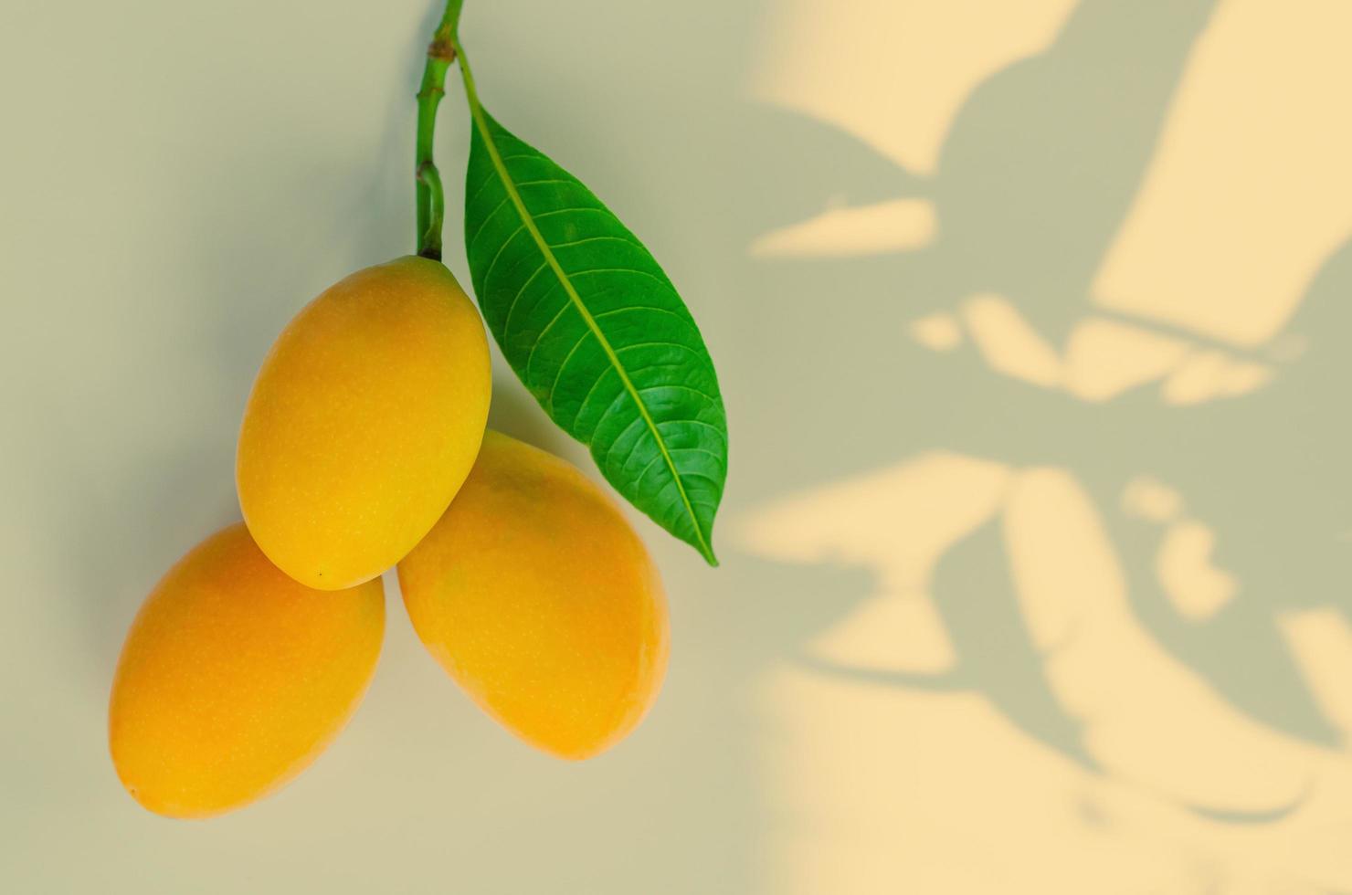 Marian plum or Ma Yong Chid which looks like plum but taste like mango on yellow background with its tree shadow. photo
