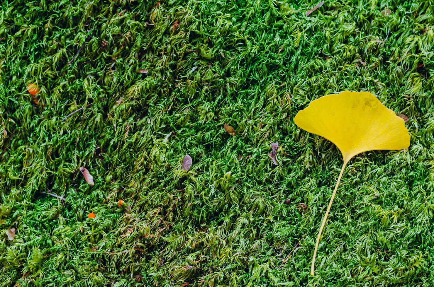 Colorful ginkgo leaf drop on green moss garden background in Autumn of Japan. photo