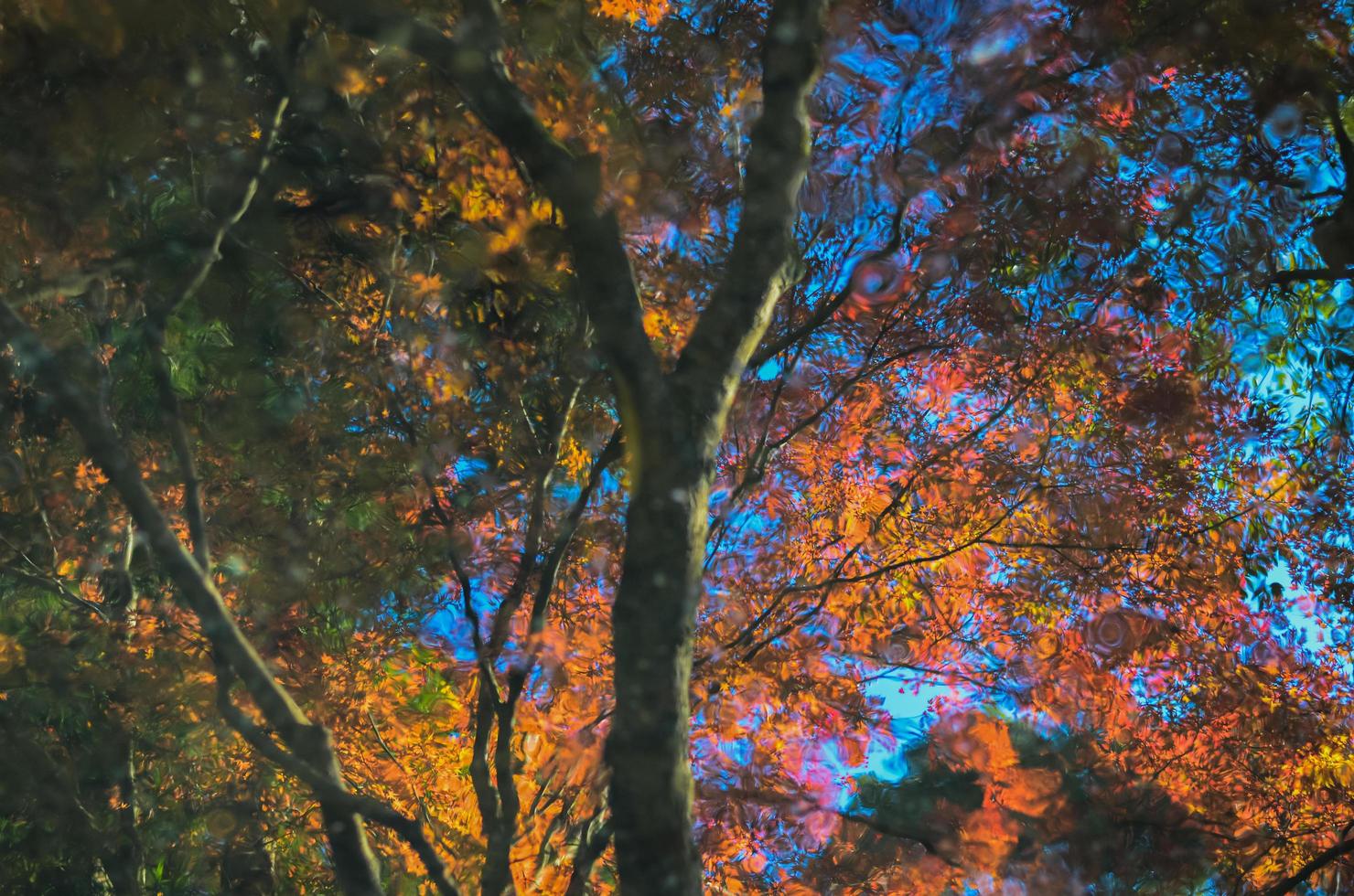 Blurred reflection of colorful maple leaves tree background in Autumn season of Japan. photo