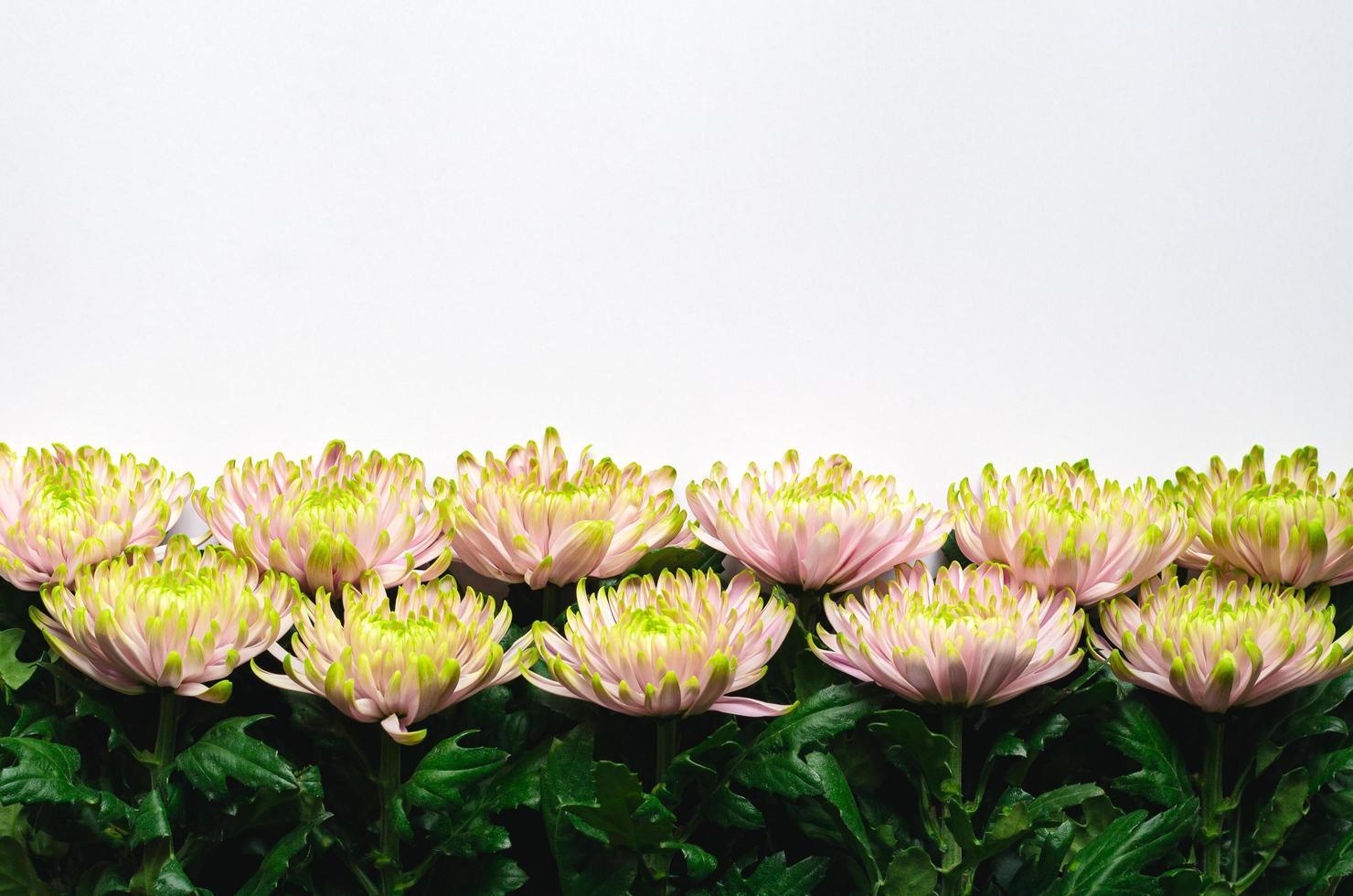Colorful Chrysanthemum flowers put on white background for spring flower concept. photo