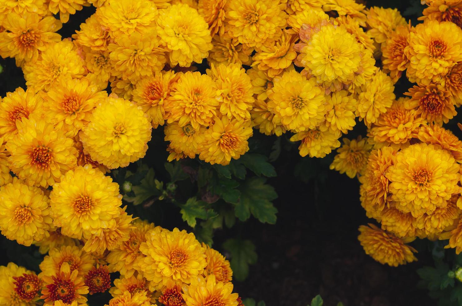 arbusto de flores de crisantemo amarillo para el concepto de temporada de primavera. foto