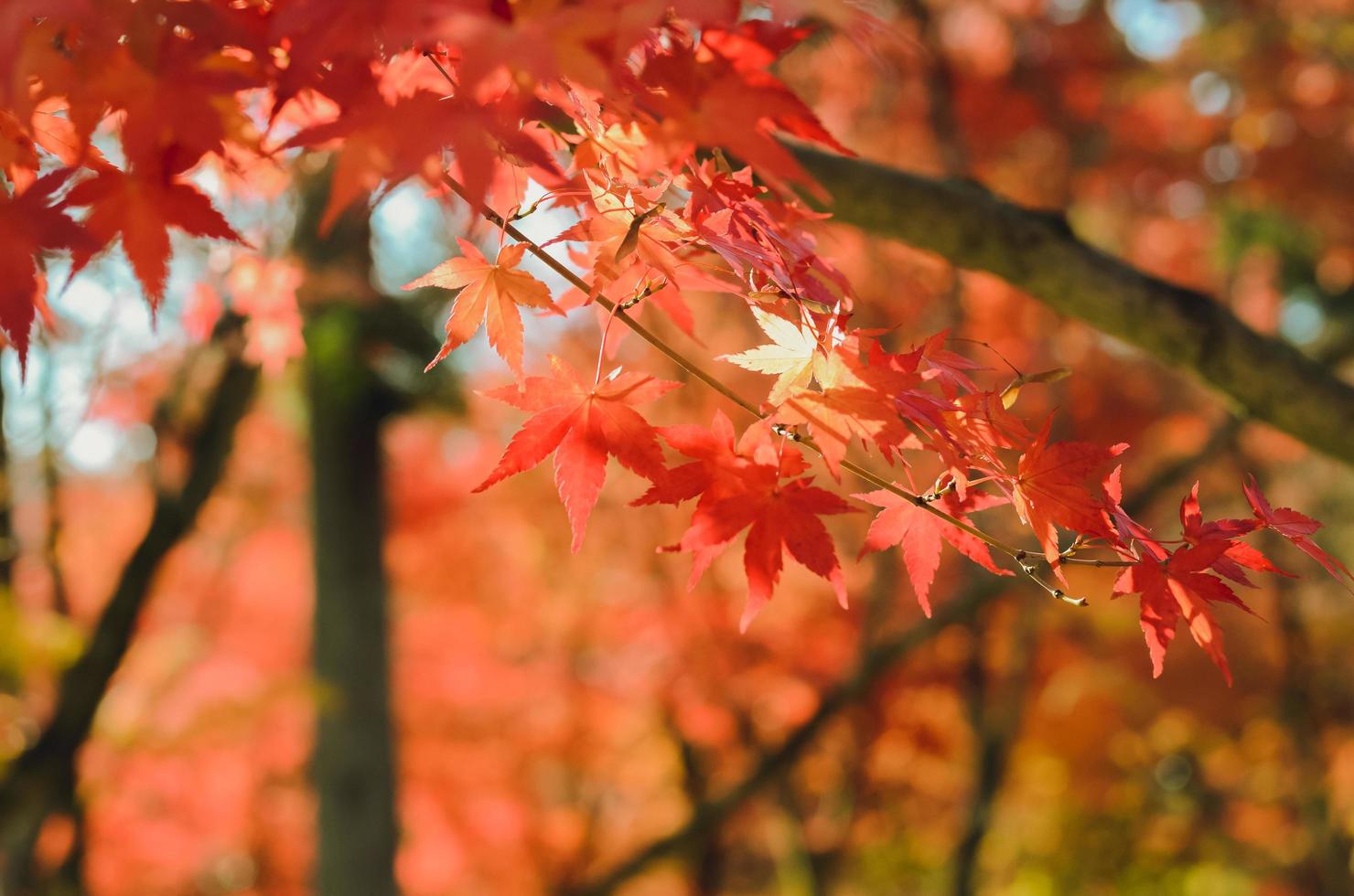 enfoque y fondo de árbol de hojas de arce colorido borroso en otoño de Japón. foto