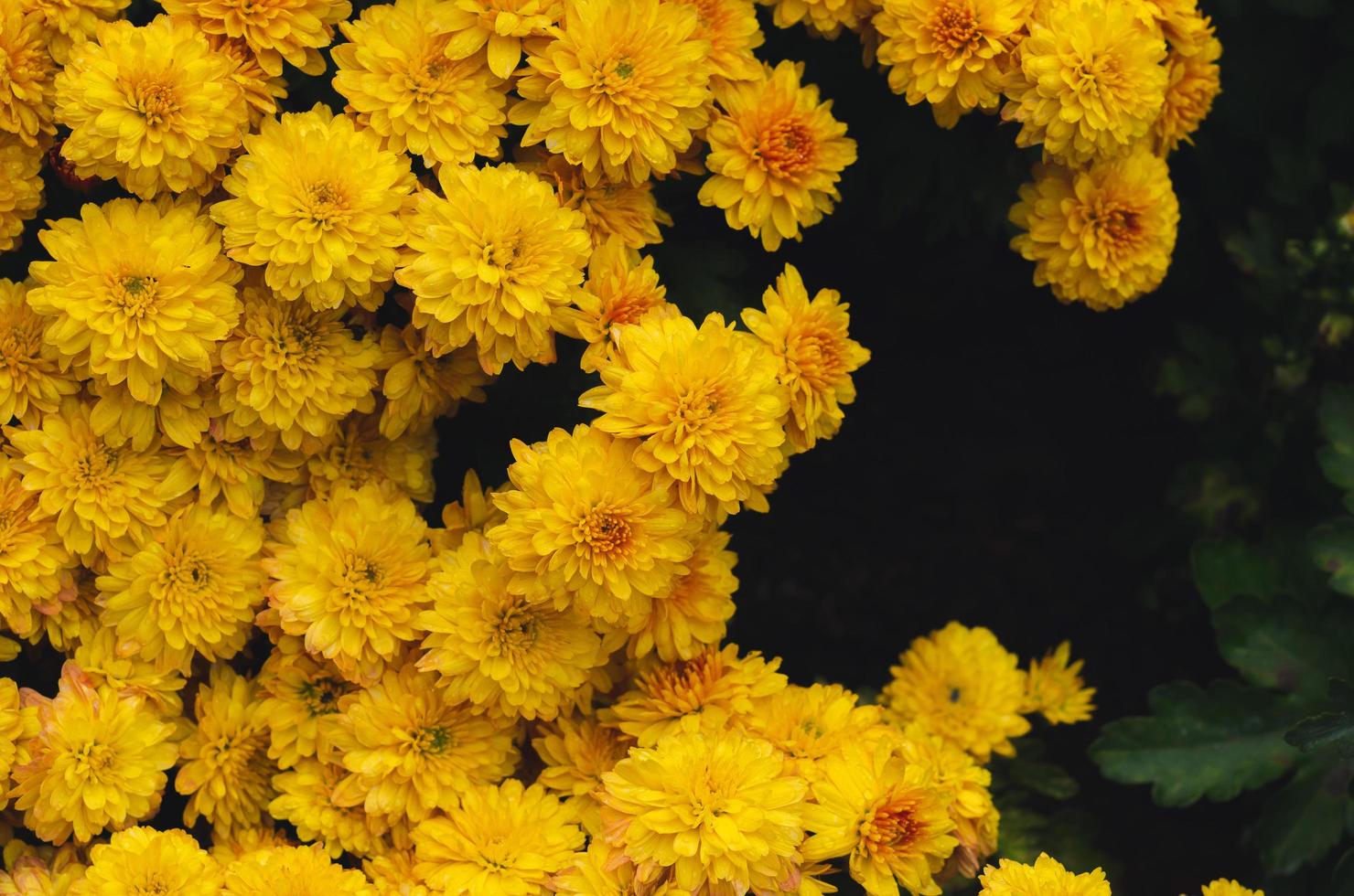 arbusto de flores de crisantemo amarillo para el concepto de temporada de primavera. foto