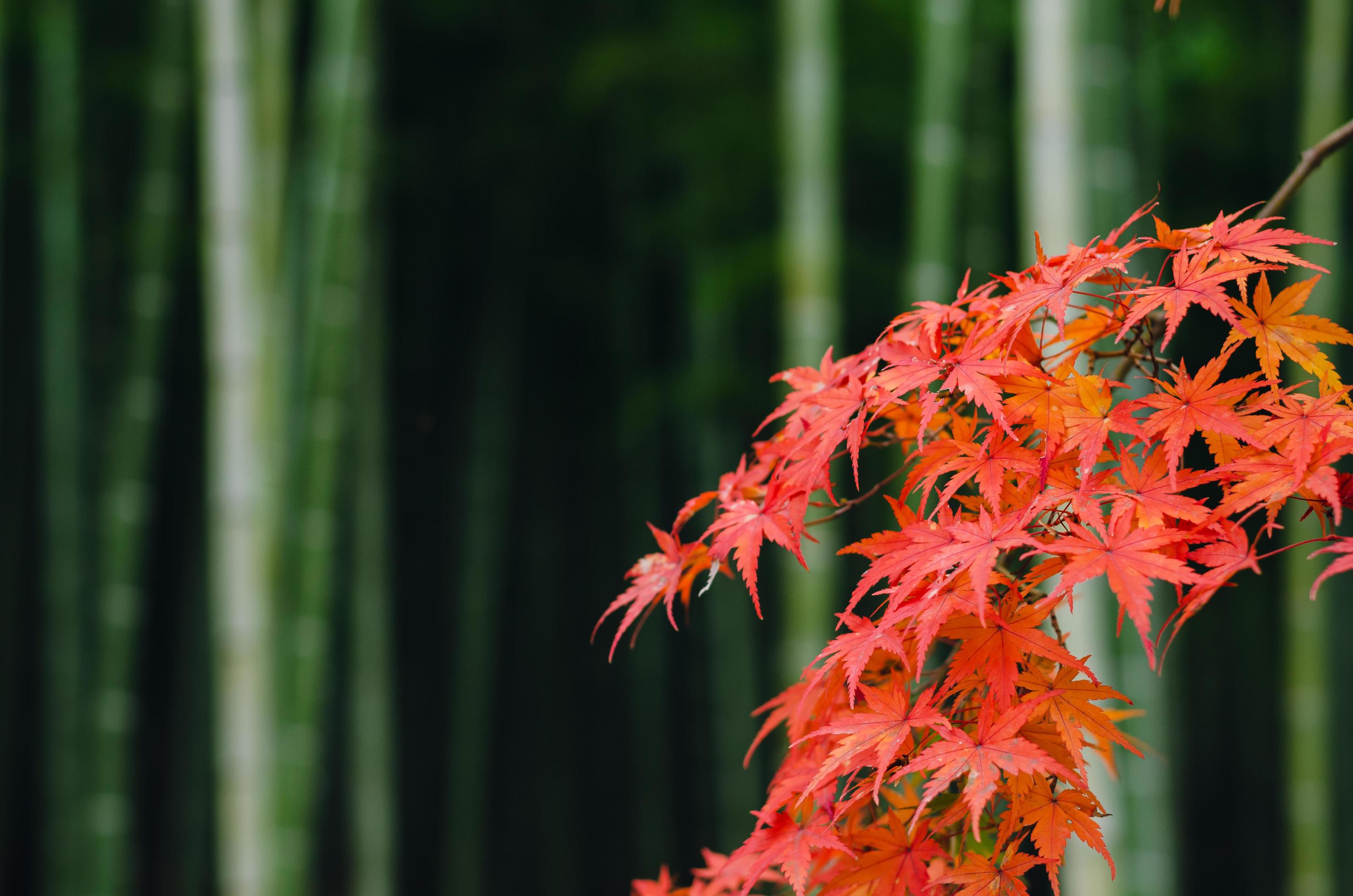 maple forest wallpaper