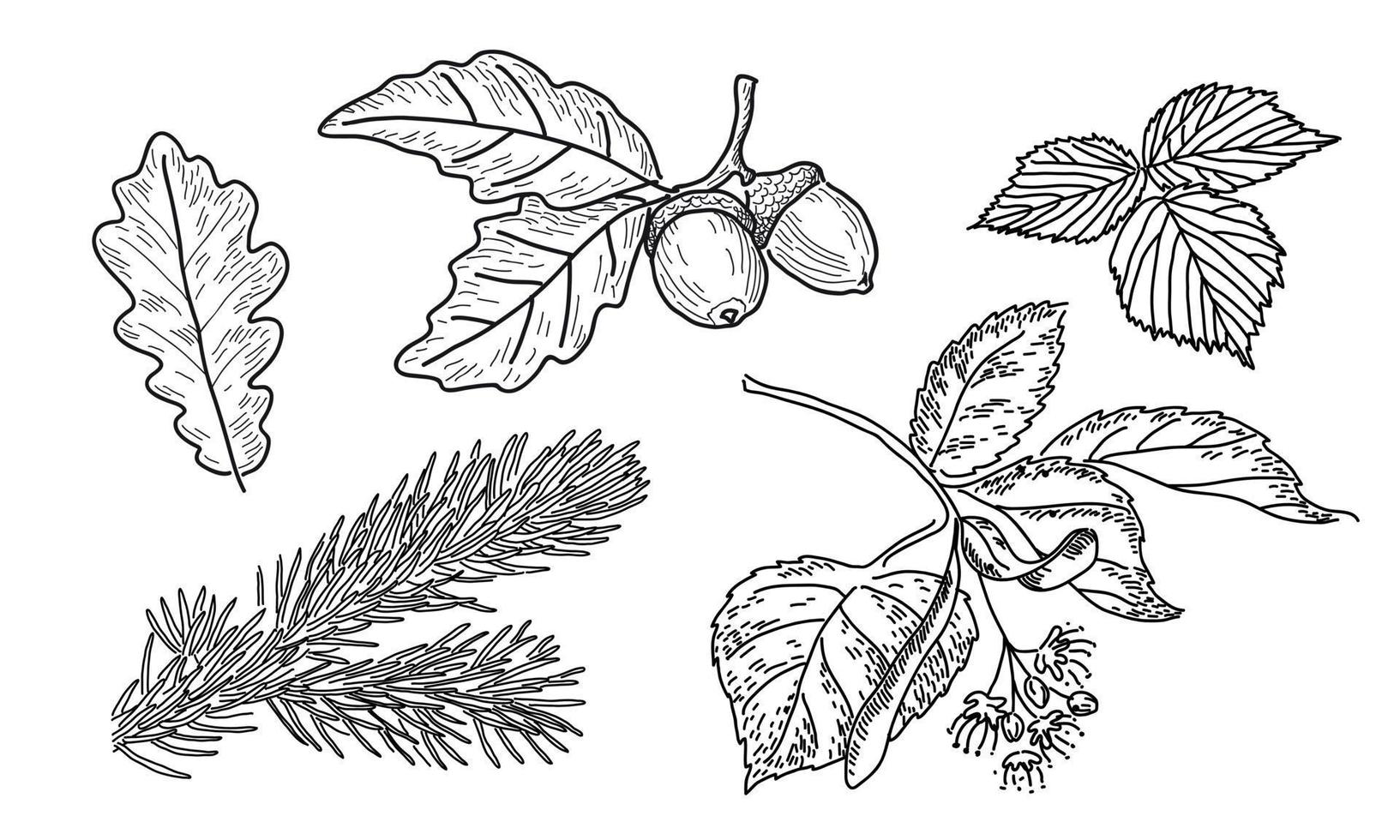 Vector set of leaves in doodle style. Botanical Medicinal Plant