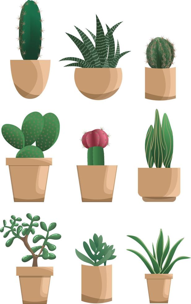 Set of different succulents in modern flat style, isolated on white background vector