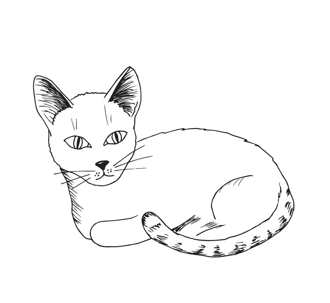 Hand drawn vector ink drawing, black outline on a white background. Cute pet cat in a lying pose. White kitty with black ears and a striped tail.