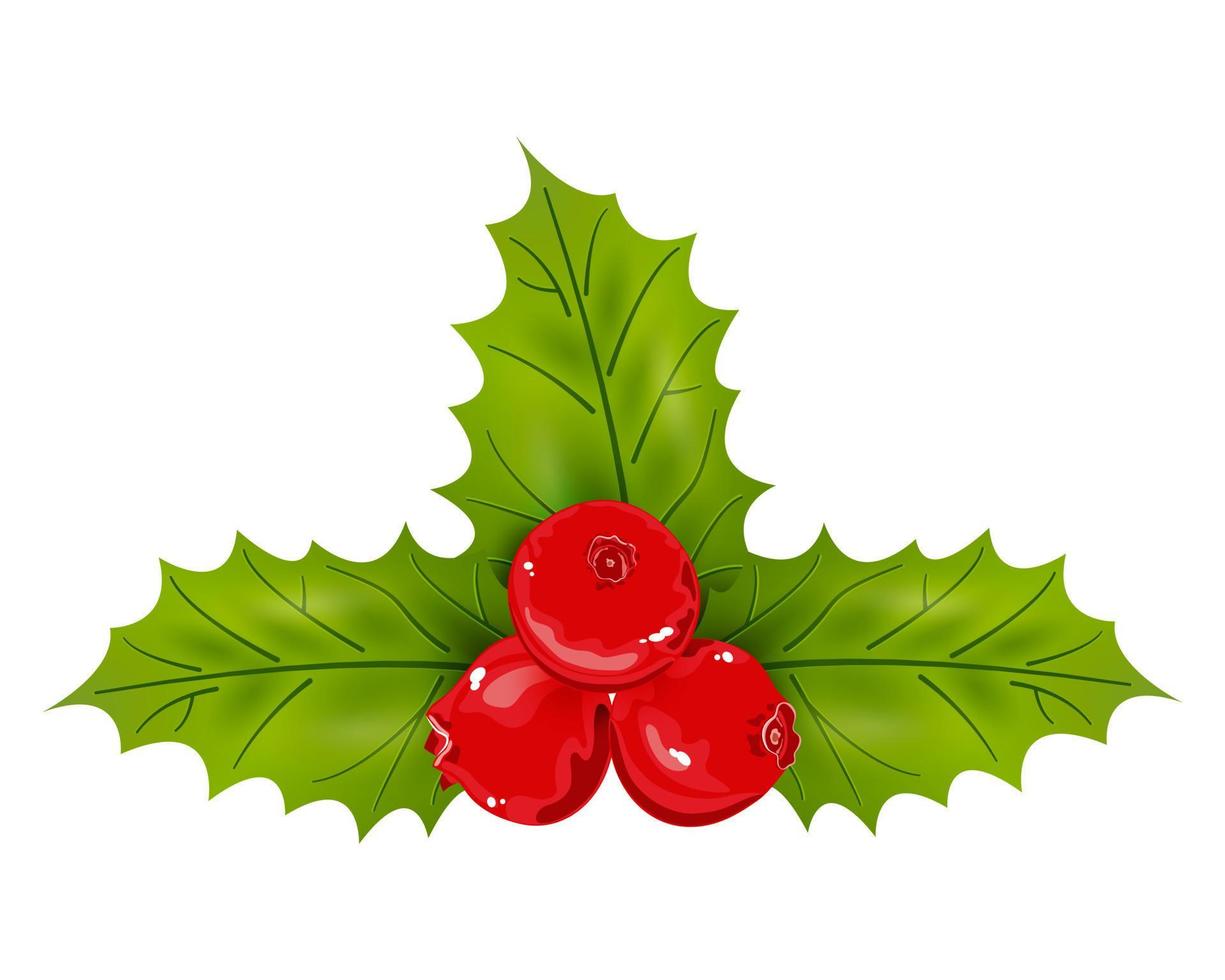 Holly berries and leaves. Vector illustration.