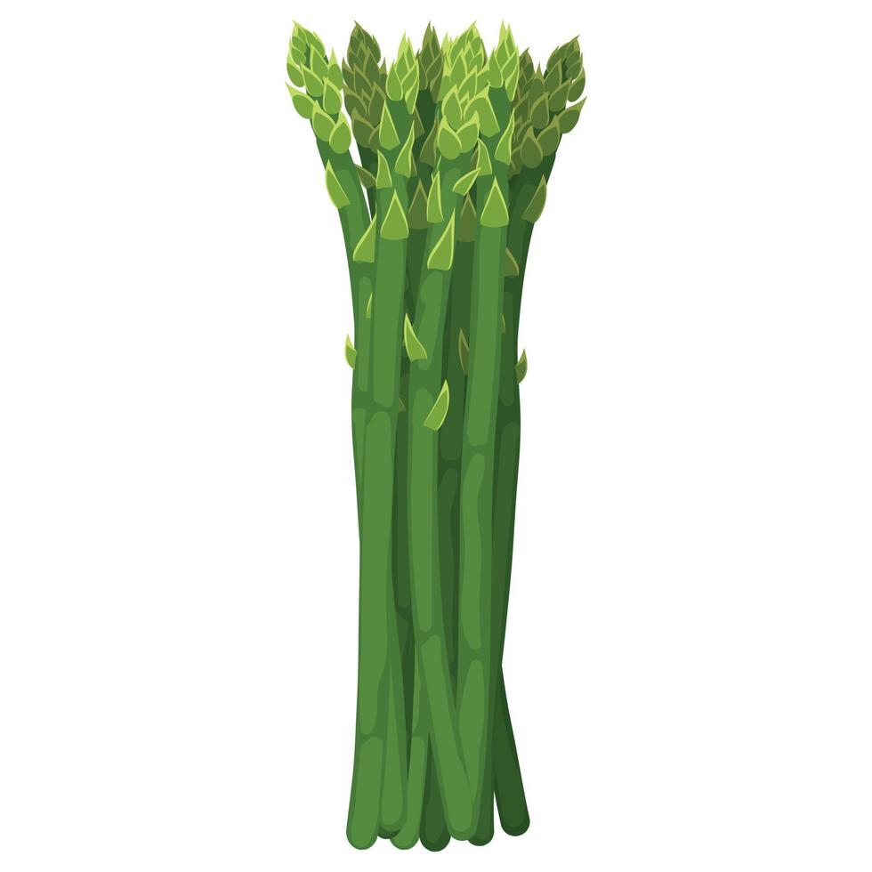 fresh asparagus in the kartun style. healthy food. vector