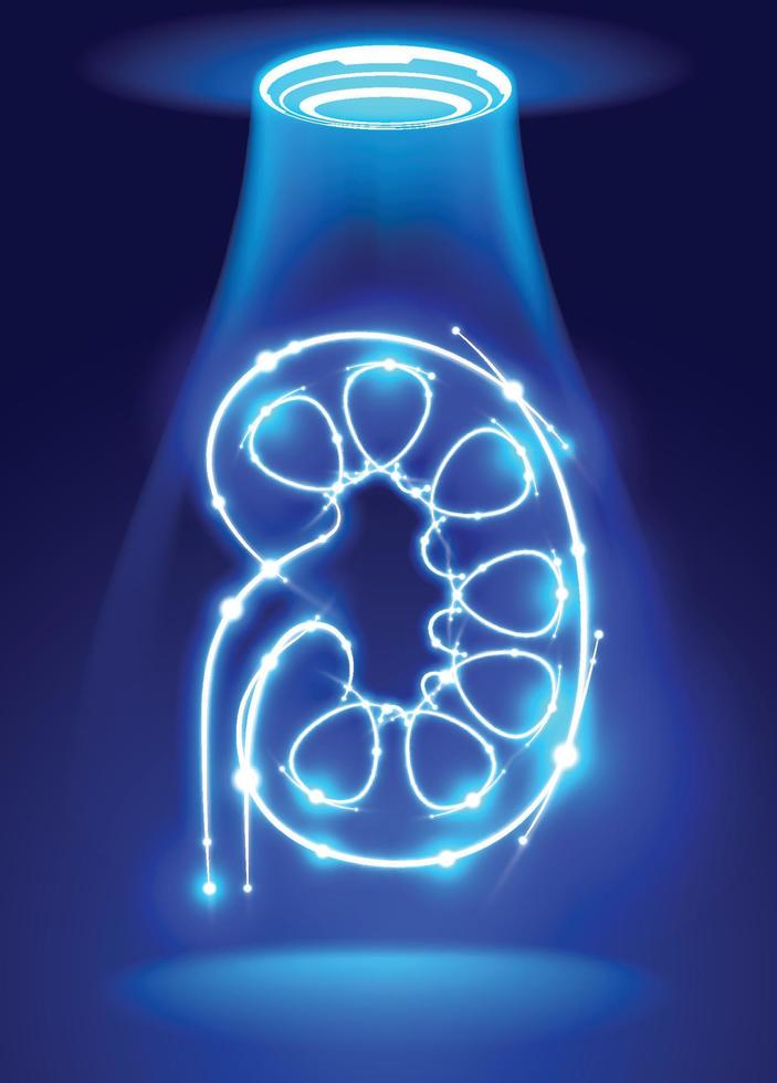 Human kidney illustration made up of glowing white curves on a blue background with glowing dots representing medical technology. vector