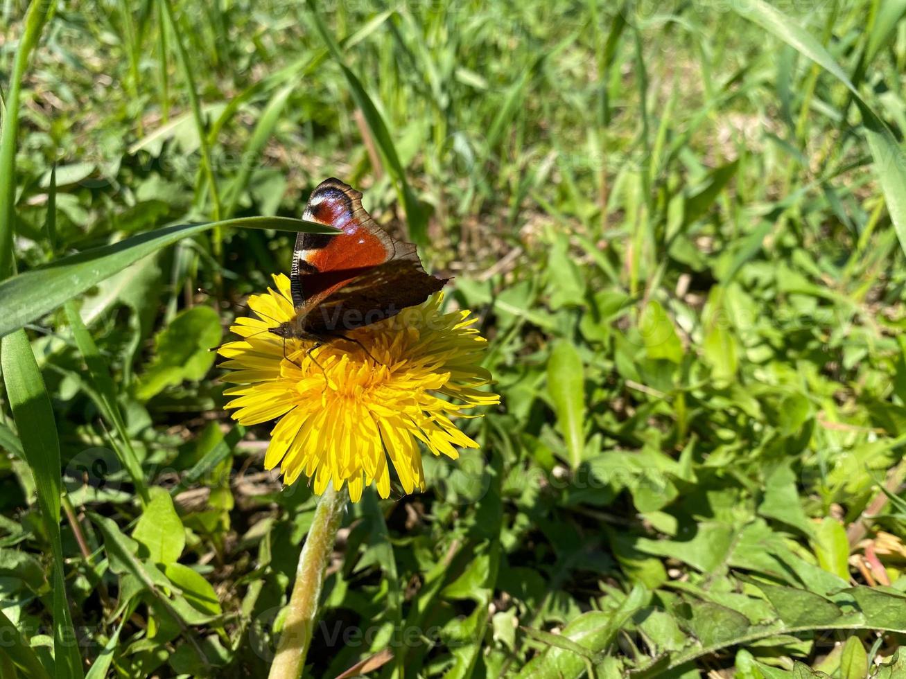 Beautiful brown natural butterfly cabbage sits on a yellow dandelion flower on green grass photo