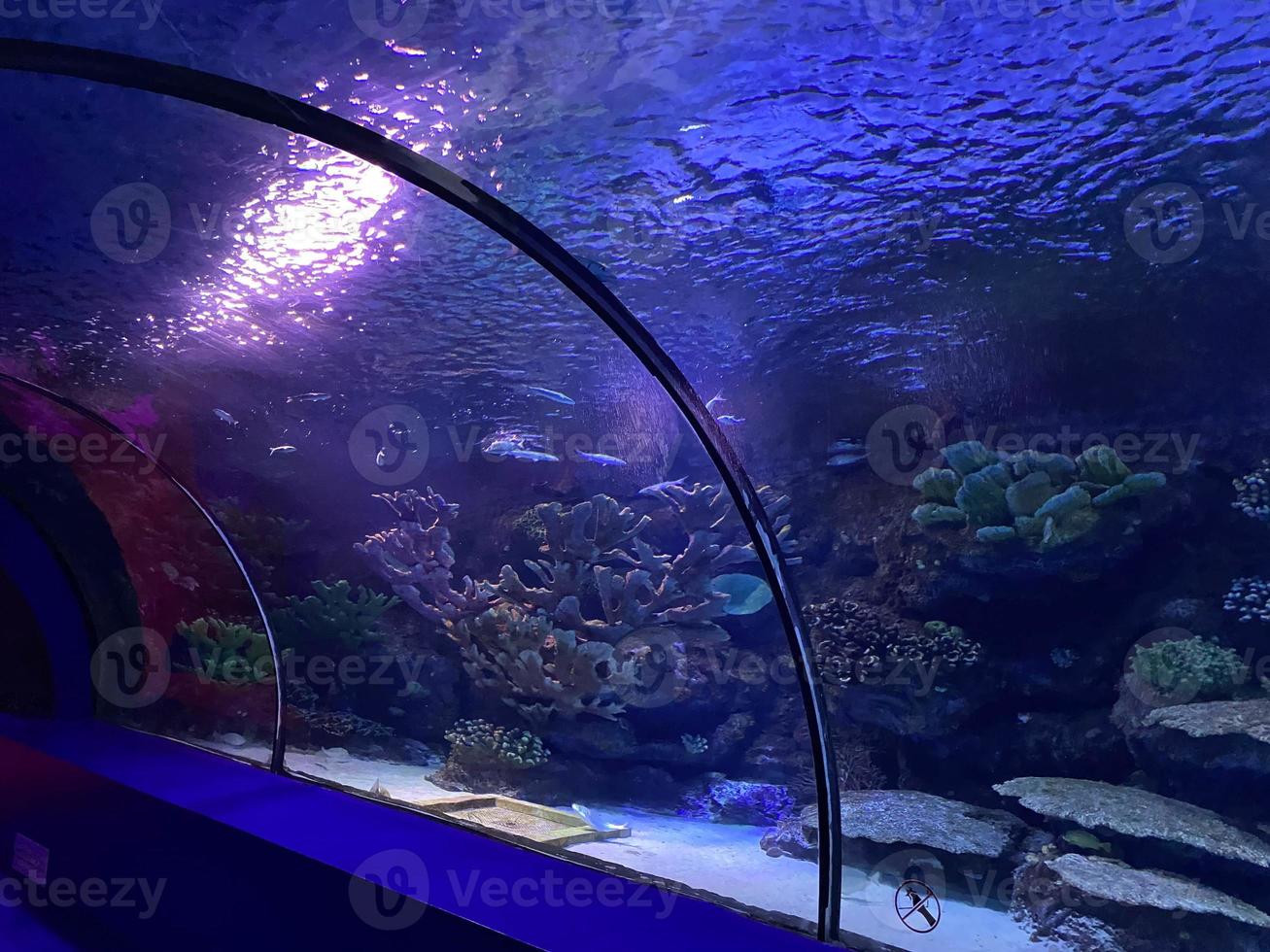 Glass underwater tunnel with fishes in Crocus city Oceanarium. Moscow photo