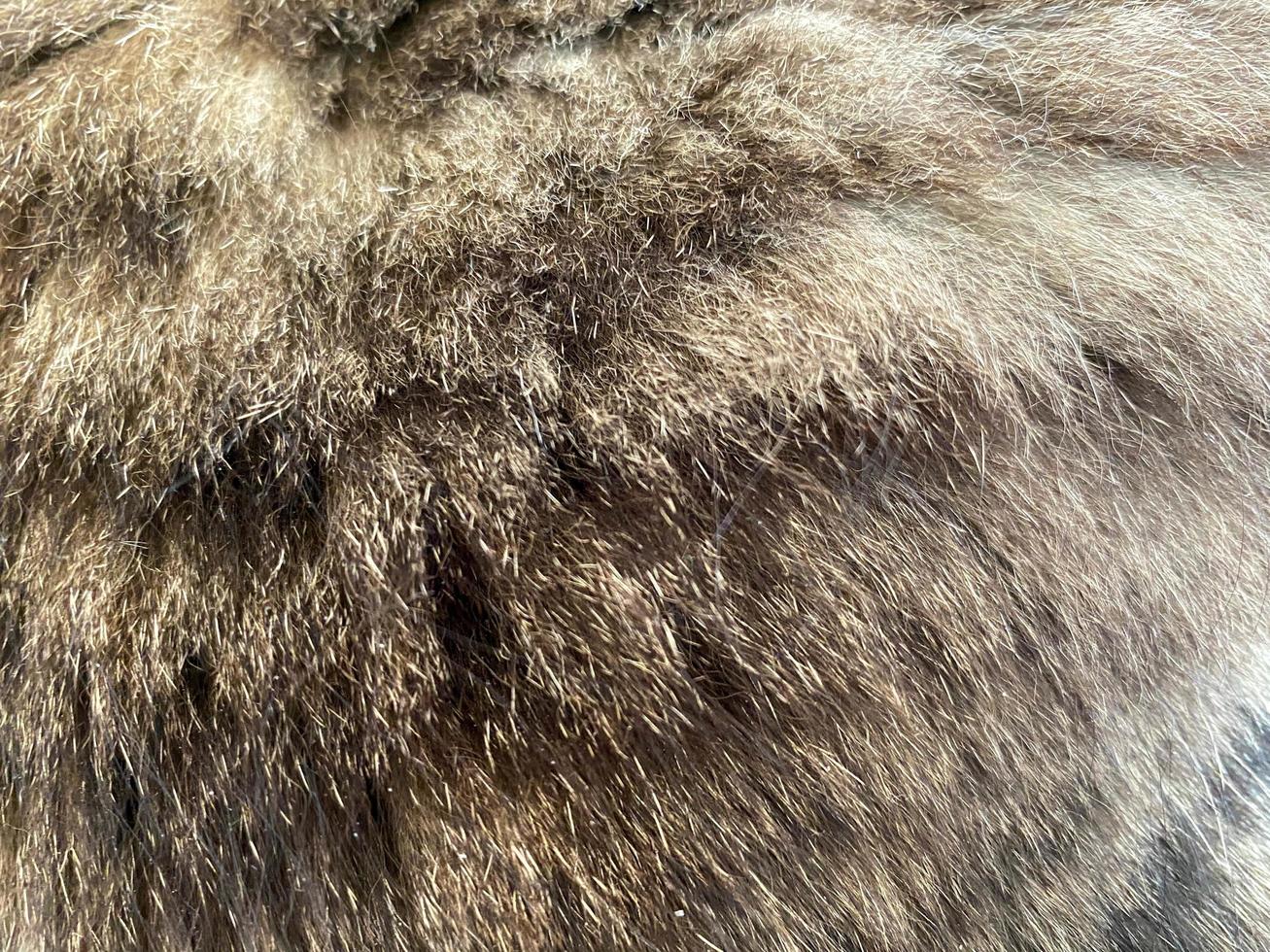 The texture of the hairy feline brown and gray fluffy coat from the back of the cat. The background photo