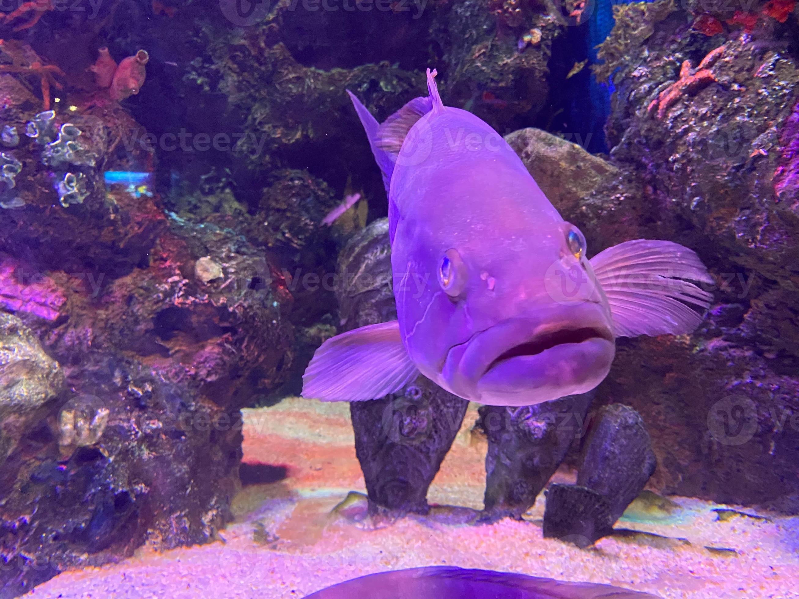 Leadership concept big fish leading school of tropical fishes