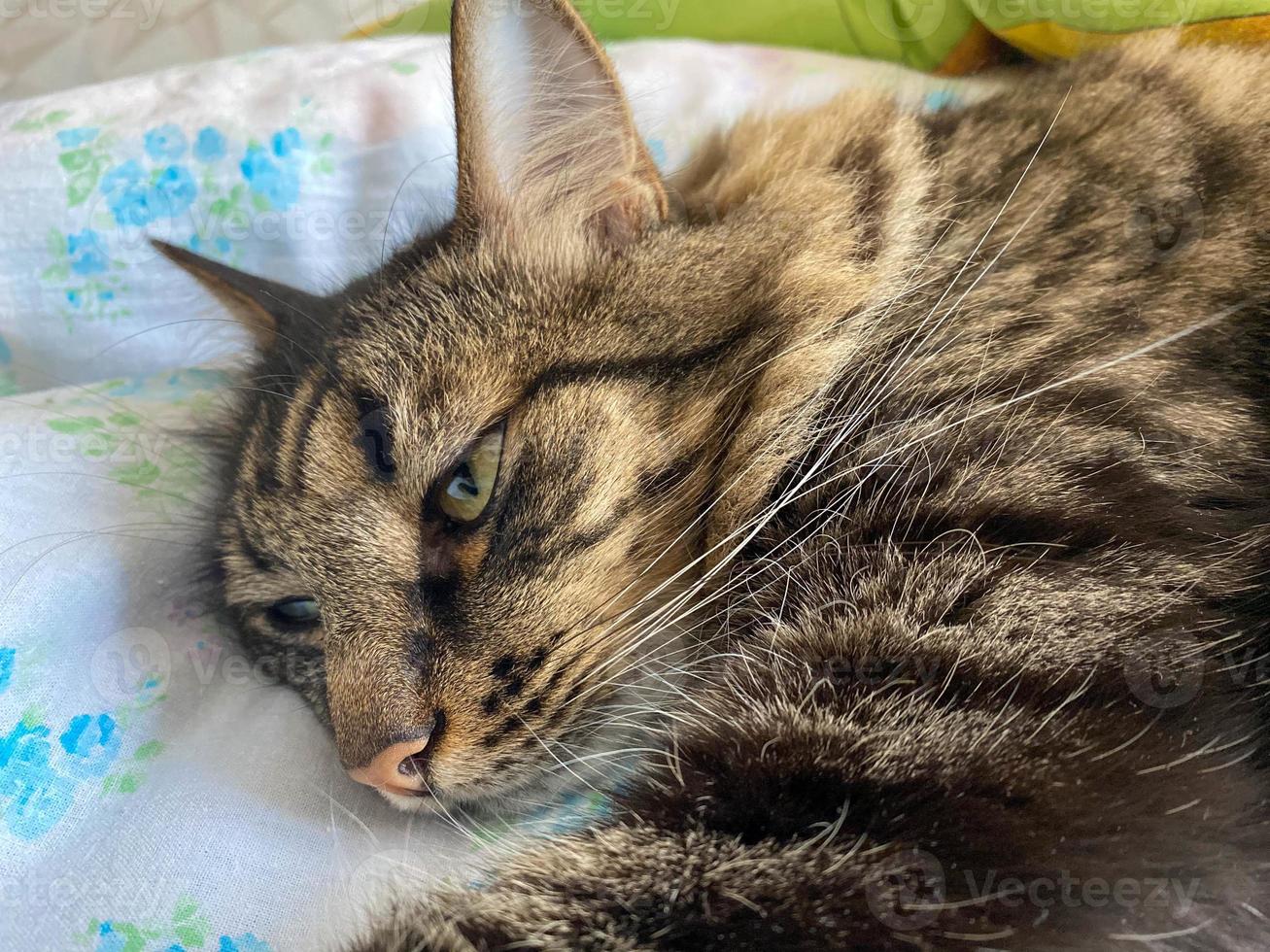 The head and muzzle of a striped fluffy beautiful sleeping cat with eyes with a mustache and ears, lying on a bed photo