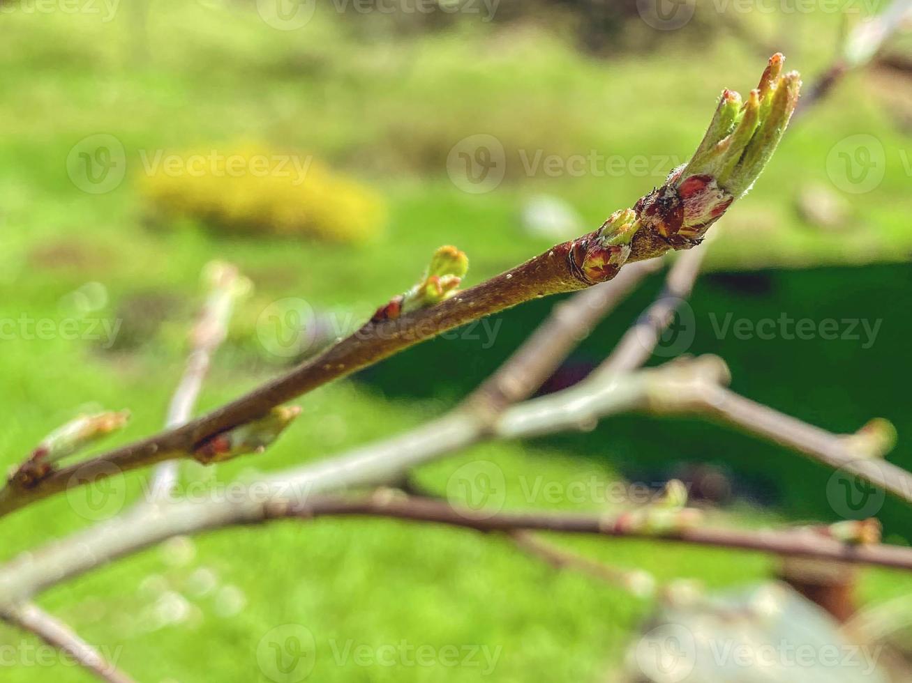 green plant, willow branch on the background of nature. soft and warm, gray and fluffy tree buds. willow tree for easter photo