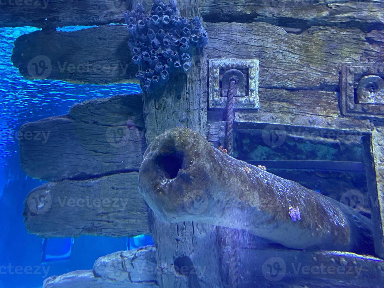 An old cannon sunken under water covered with algae and corals at the bottom of the ocean. Diving concept photo