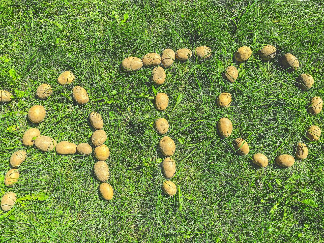 peeled potatoes lie on the grass. letter A, T and O from cartovel, edible letters on the lawn. syllable of three letters. farmer's products. natural food, vegan products photo