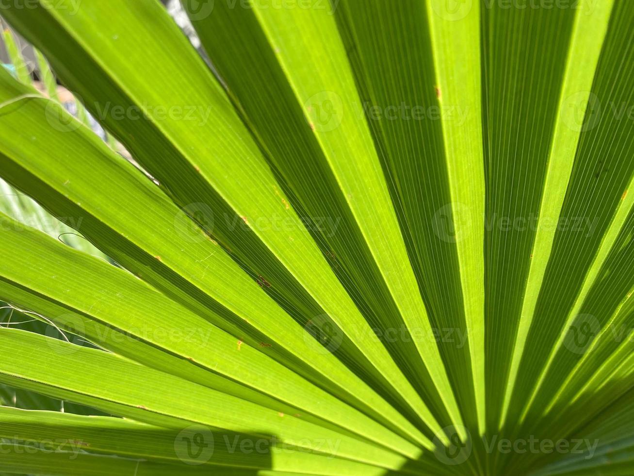 Close-up and background of green leaf of a fan palm with folds in the summer in Italy photo