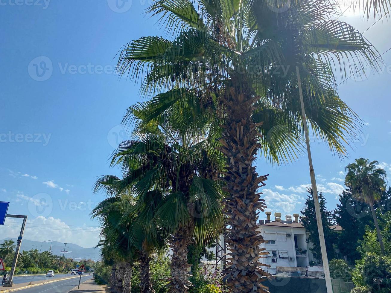 Beautiful palm trees with green fluffy sweeping juicy large leaves against the blue sky in a tourist warm eastern tropical country southern resort. Back background, texture photo