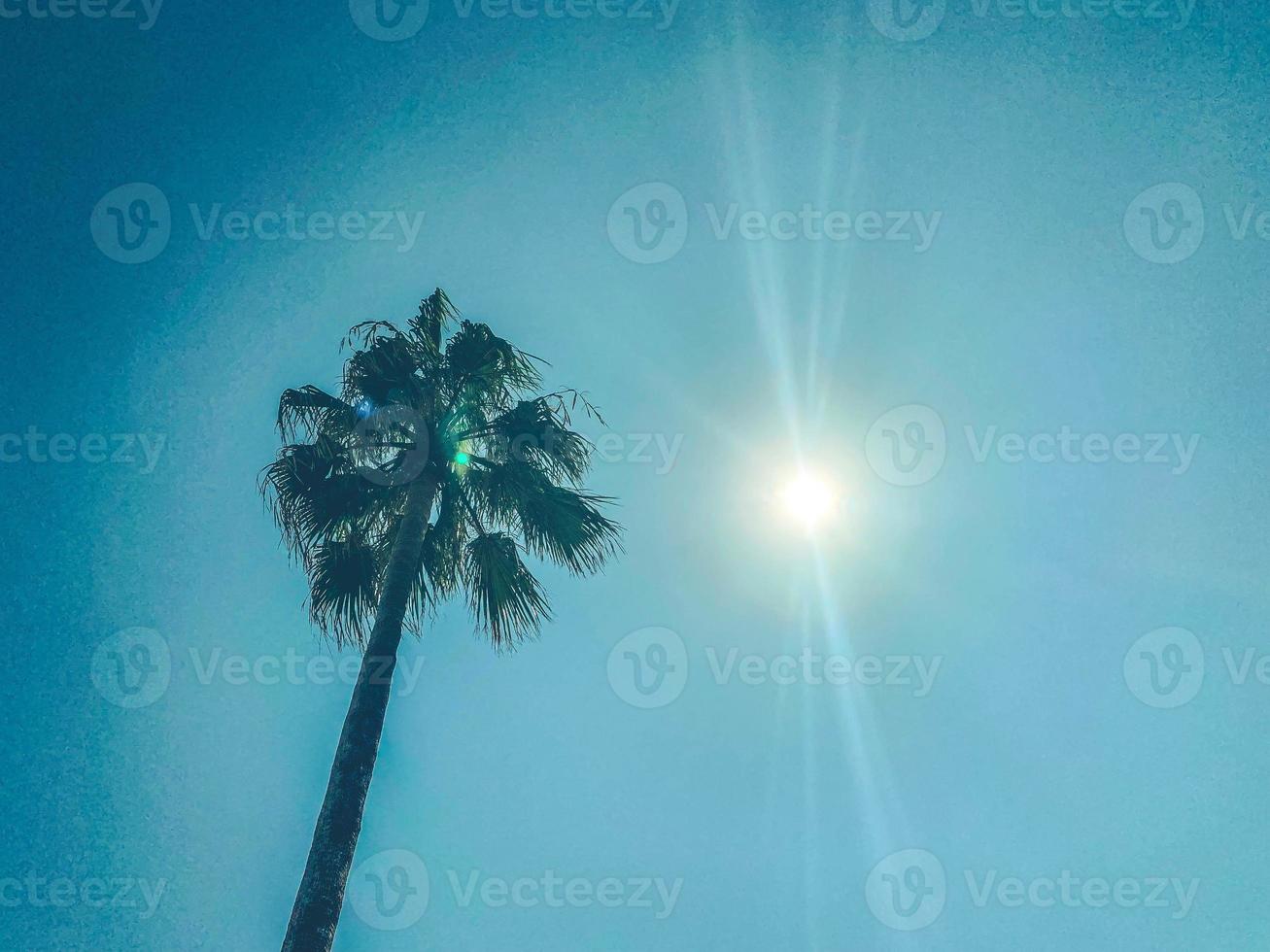 palm tree on a blue sky with a bright sun. tropical plant in hot countries. palm tree with large leaves to create shade in the resort photo