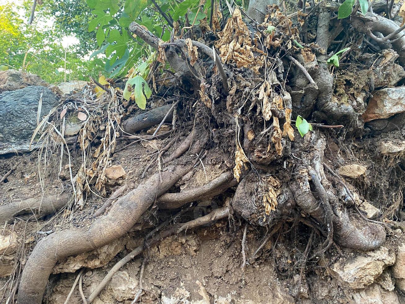 Large powerful tree roots in the ground, uprooted tree from the soil in the forest photo