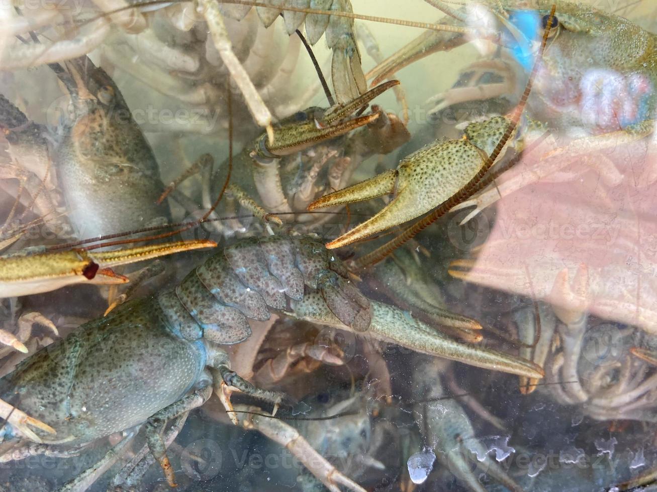Live crayfish swimming in water. Many crawdads in a store aquarium photo