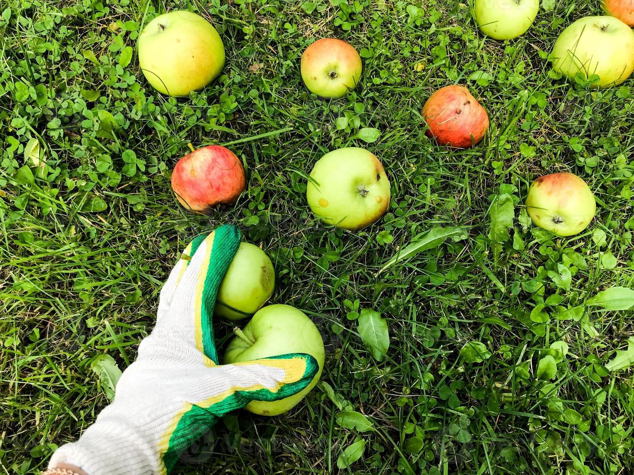 apples lie on the ground, on the grass in the garden. gardener in protective gloves collects them on the field. harvesting in autumn. feed preparation, food preparation. vitamin dessert photo