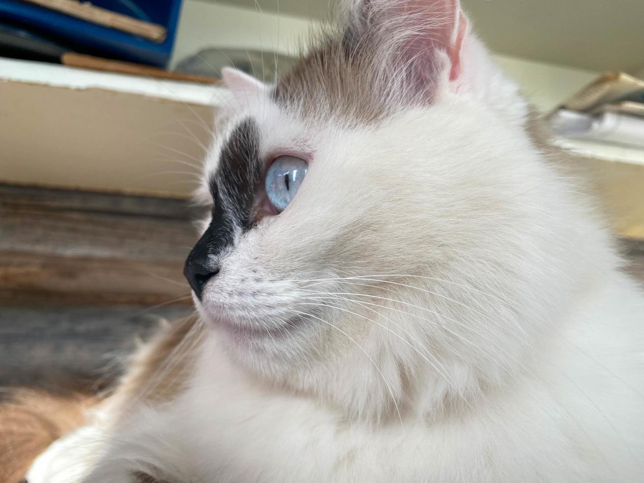 The head and muzzle of a white with black spots fluffy beautiful cat with blue eyes and long whiskers and ears, lying on the bed photo